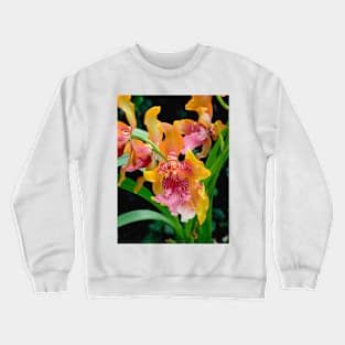 Orchid, Odontoglossum harryanum (B535/0794) Crewneck Sweatshirt